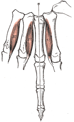 Palmar Interossei of the hand (left)2